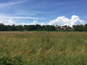 Imagem de um campo de vegetação aberto com o céu azul, algumas núves e algumas arvóres
